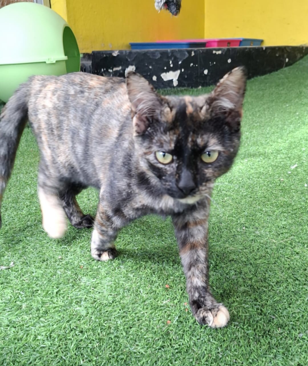 Cat up for adoption