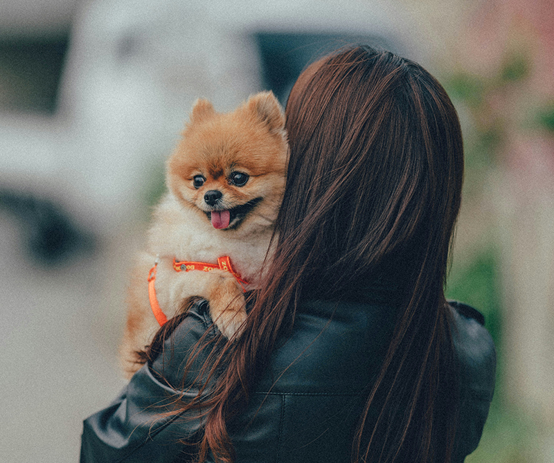 addopt a dog
