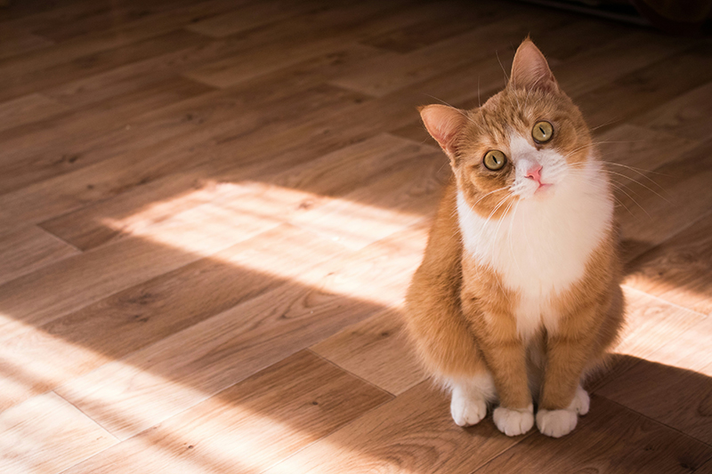 cat adopt template