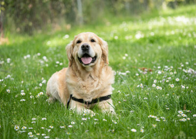 Dog Template